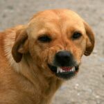 dog brushing teeth