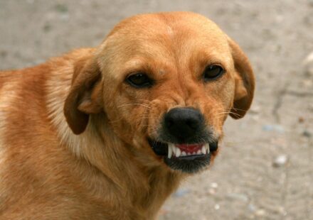 dog brushing teeth