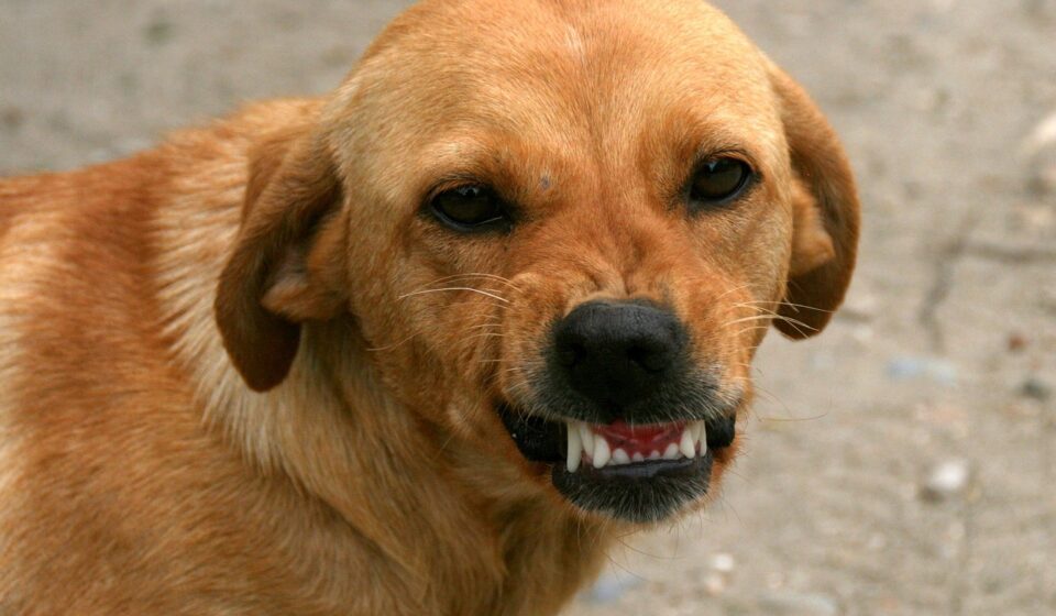 dog brushing teeth