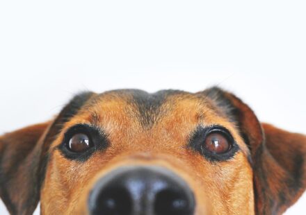 dog care for beginners
