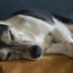 dog care products