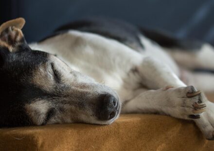 dog care products