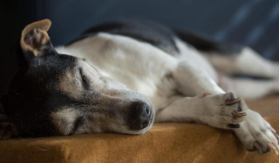 dog care products