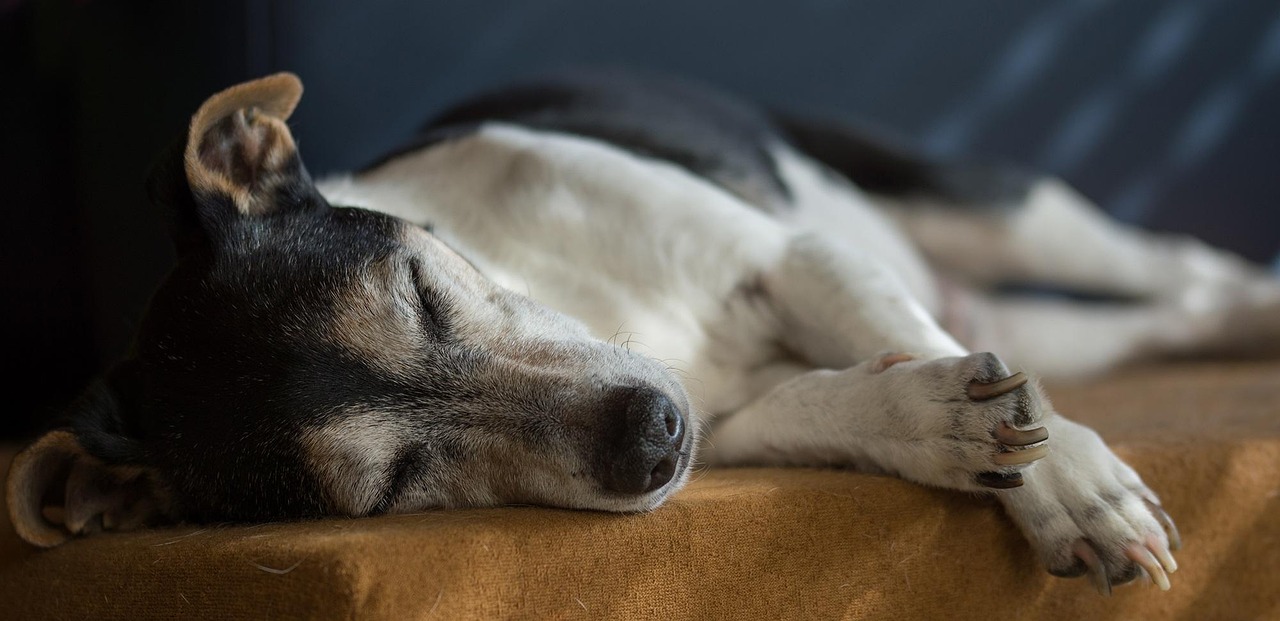 The Best Dog Care Products for 2026: Essential Picks
