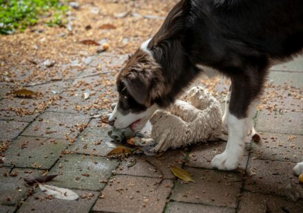 dog choking hazard prevention