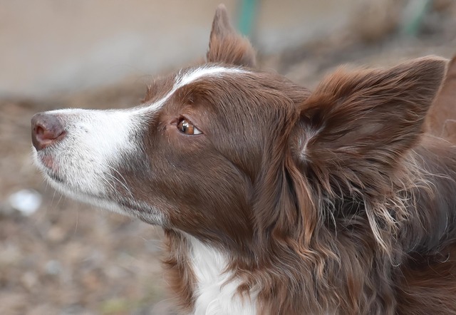 Dog with distinctive fur markings (unique dog names)