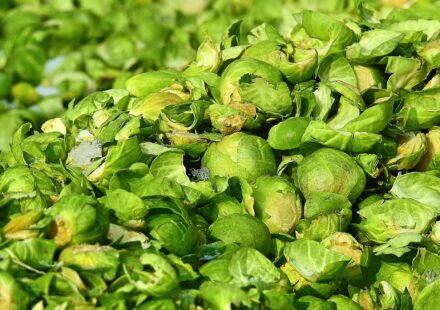 dog eating brussel sprout