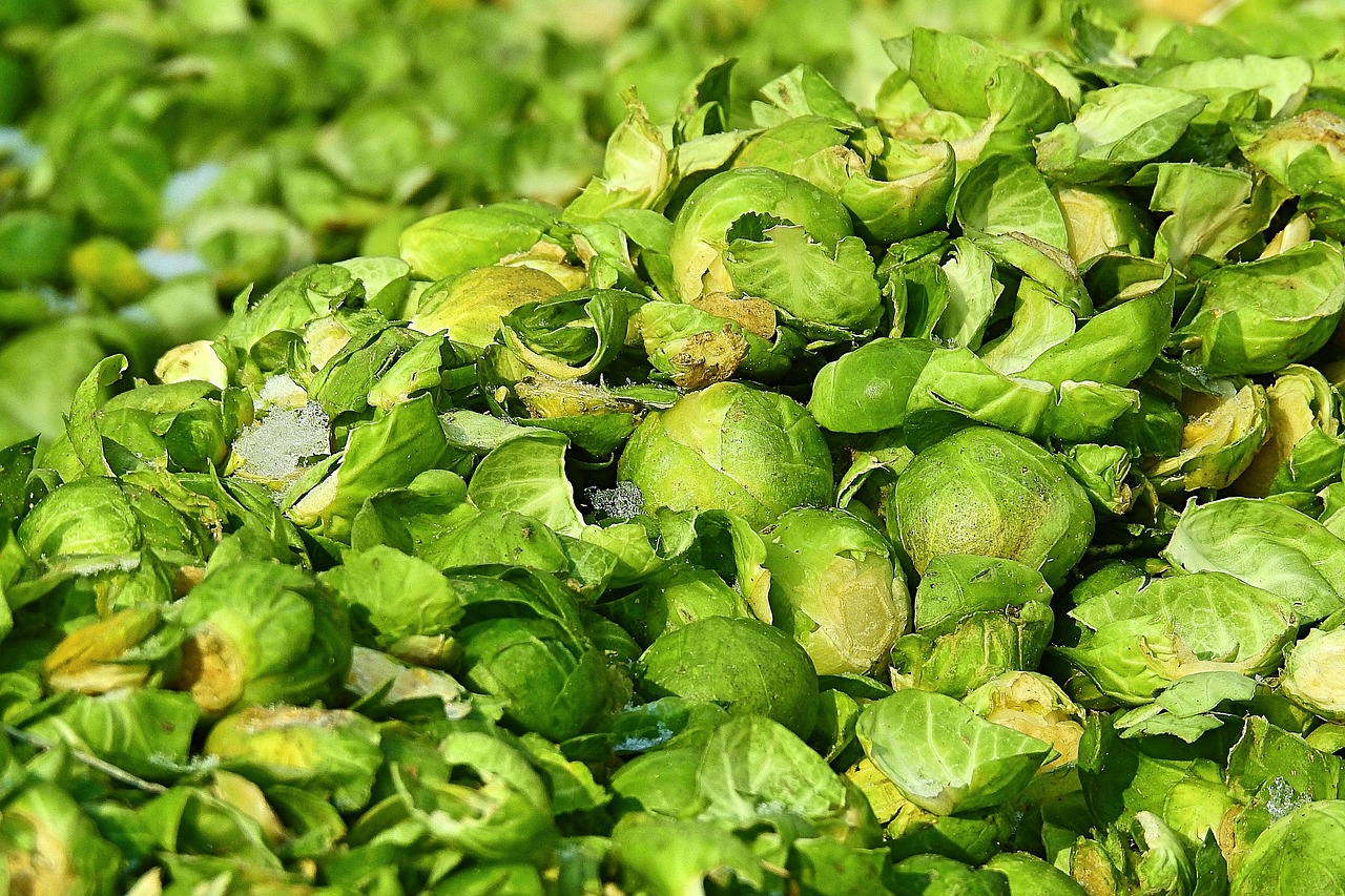 Can Dogs Have Brussels Sprouts? A 2026 Safety and Serving Guide