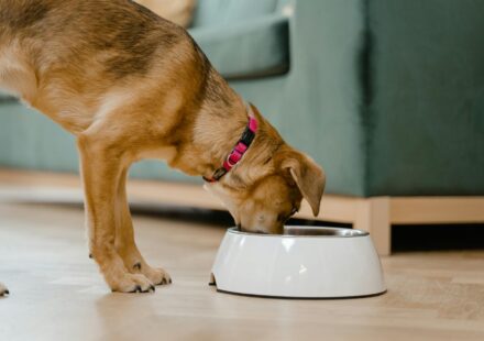 dog eating food with topper
