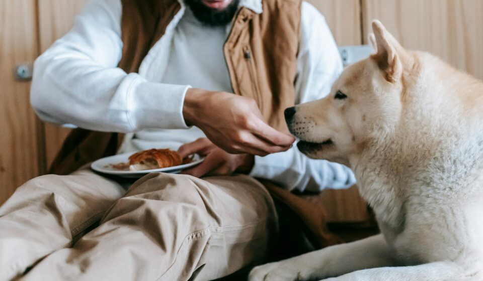 dog eating healthy food