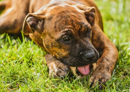 dog eating safe human food