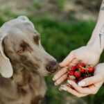 dog eating strawberries