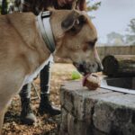 dog eating sweet potato