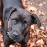 dog friendly bars near me