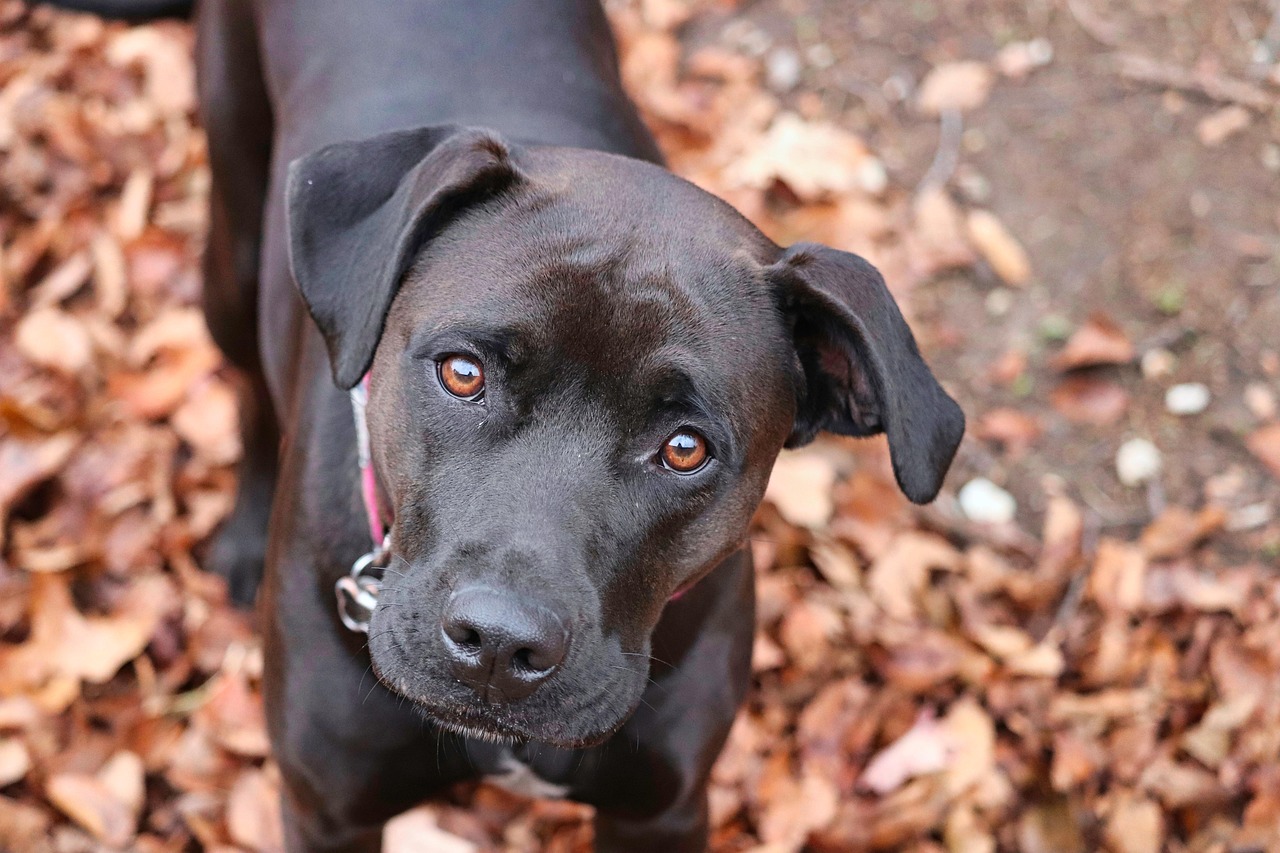 Discover Dog-Friendly Bars Near You in 2026