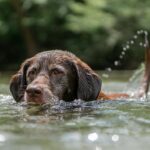The Ultimate Guide to Dog-Friendly Restaurants and Cafes