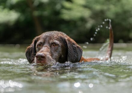 The Ultimate Guide to Dog-Friendly Restaurants and Cafes