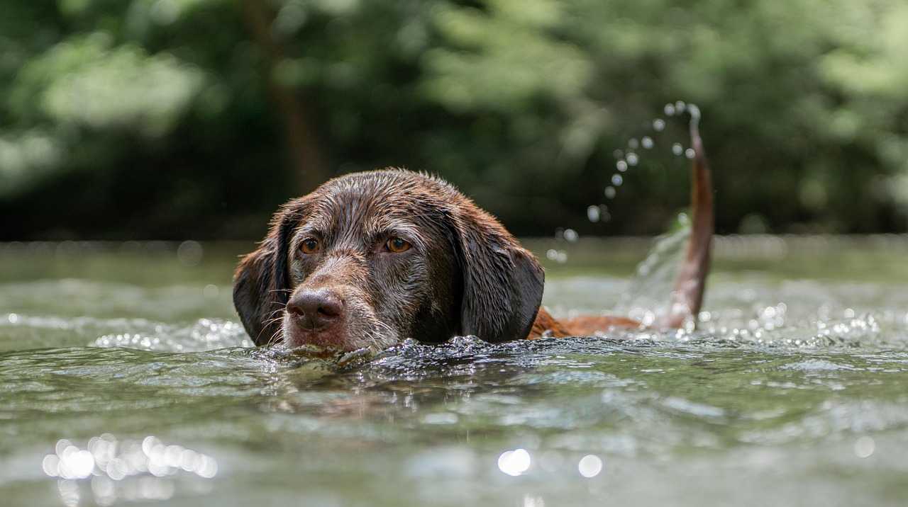 Your 2026 Guide to Dog-Friendly Restaurants and Cafes