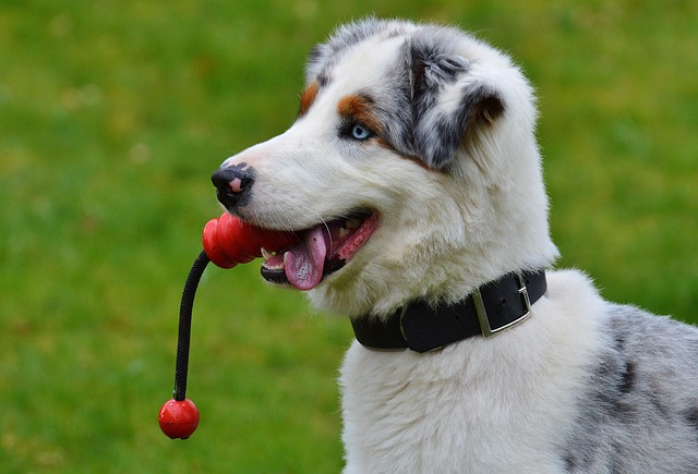 A dog happily playing fetch with a durable rubber disc in a park