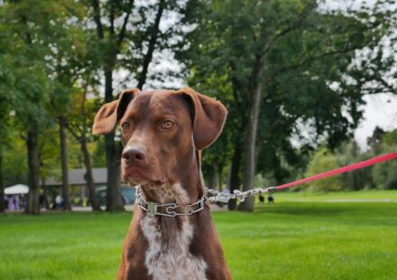 dog on leash park