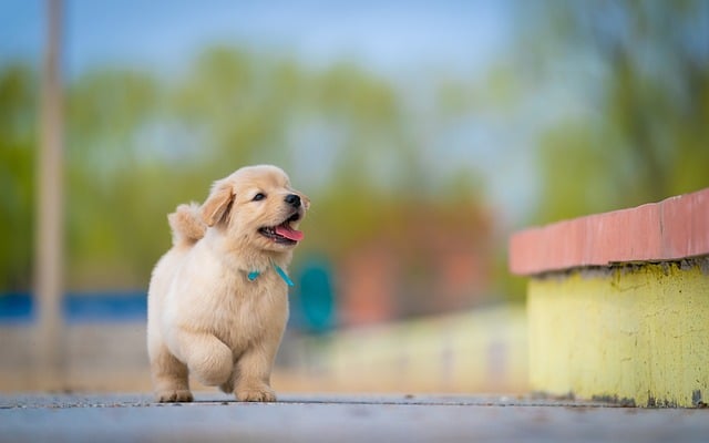A dog on a leash with a veterinarian