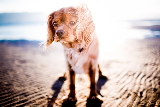 A dog looking curiously at a packed travel bag for pets