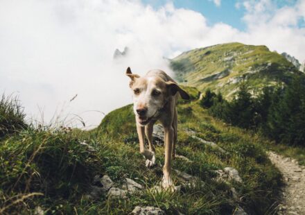 dog on mountain trail gear