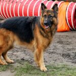 dog names male for german shepherd