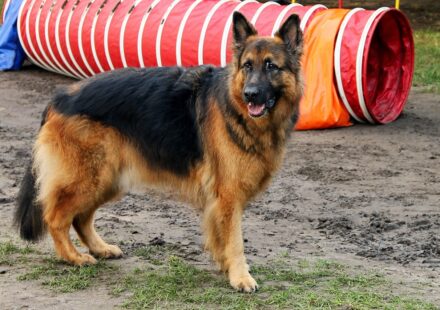 dog names male for german shepherd