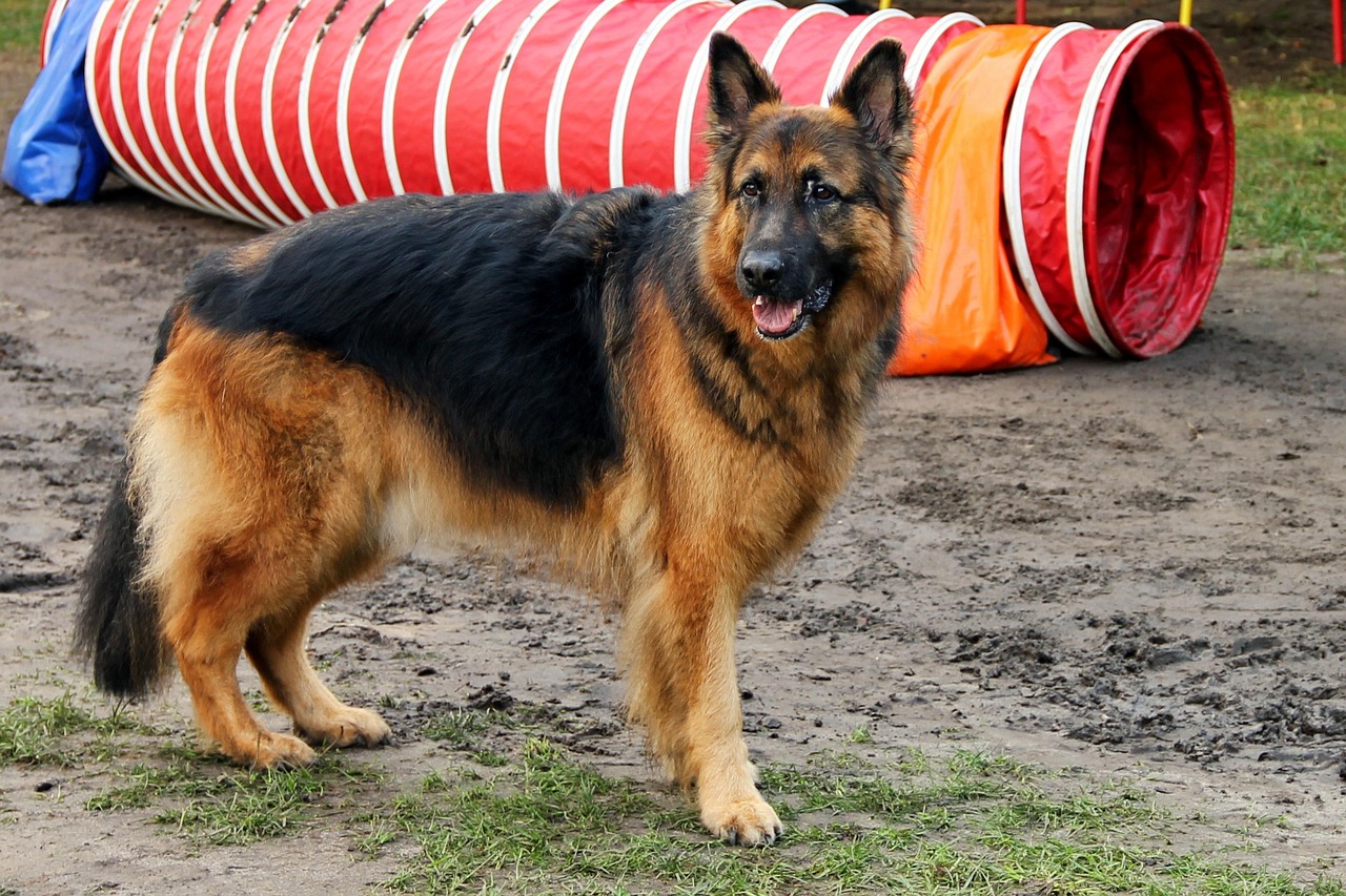 German Shepherd Male Dog Names: The Ultimate 2026 Guide