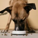 dog nutrition chart example