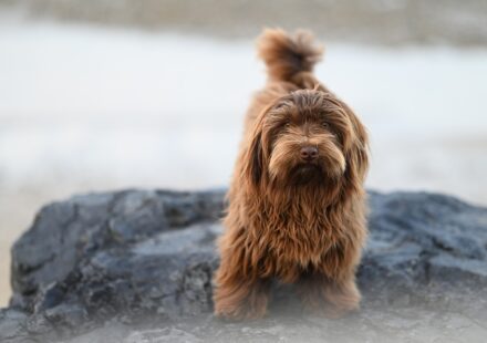 dog nutrition requirements