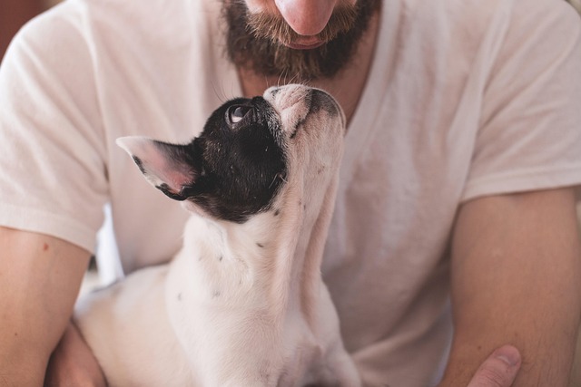 Dog owner brushing dog's teeth