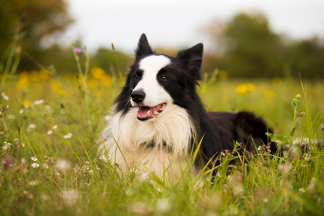 Dog panting heavily in the sun
