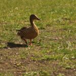 best dog parks near me