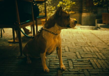 dog on patio restaurant
