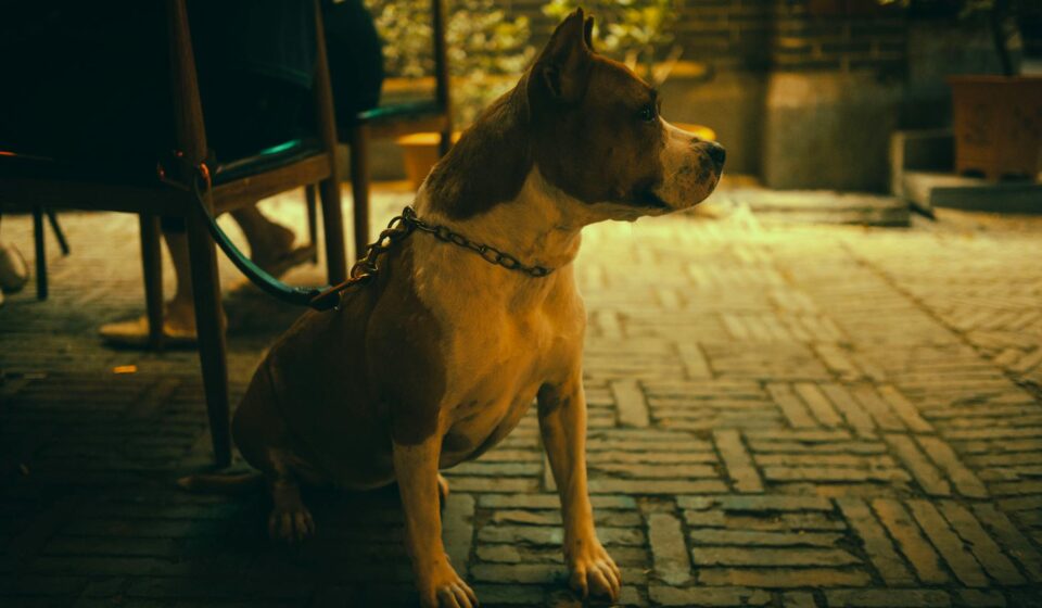 dog on patio restaurant
