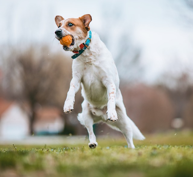 Dog playing fetch in a park with its owner