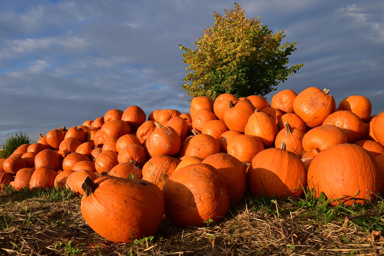 Dog Pumpkin Carving Ideas for 2026: Unleash Your Pet’s Inner Artist