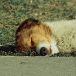dog resting on outdoor bed