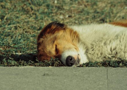 dog resting on outdoor bed