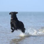 dog running on beach