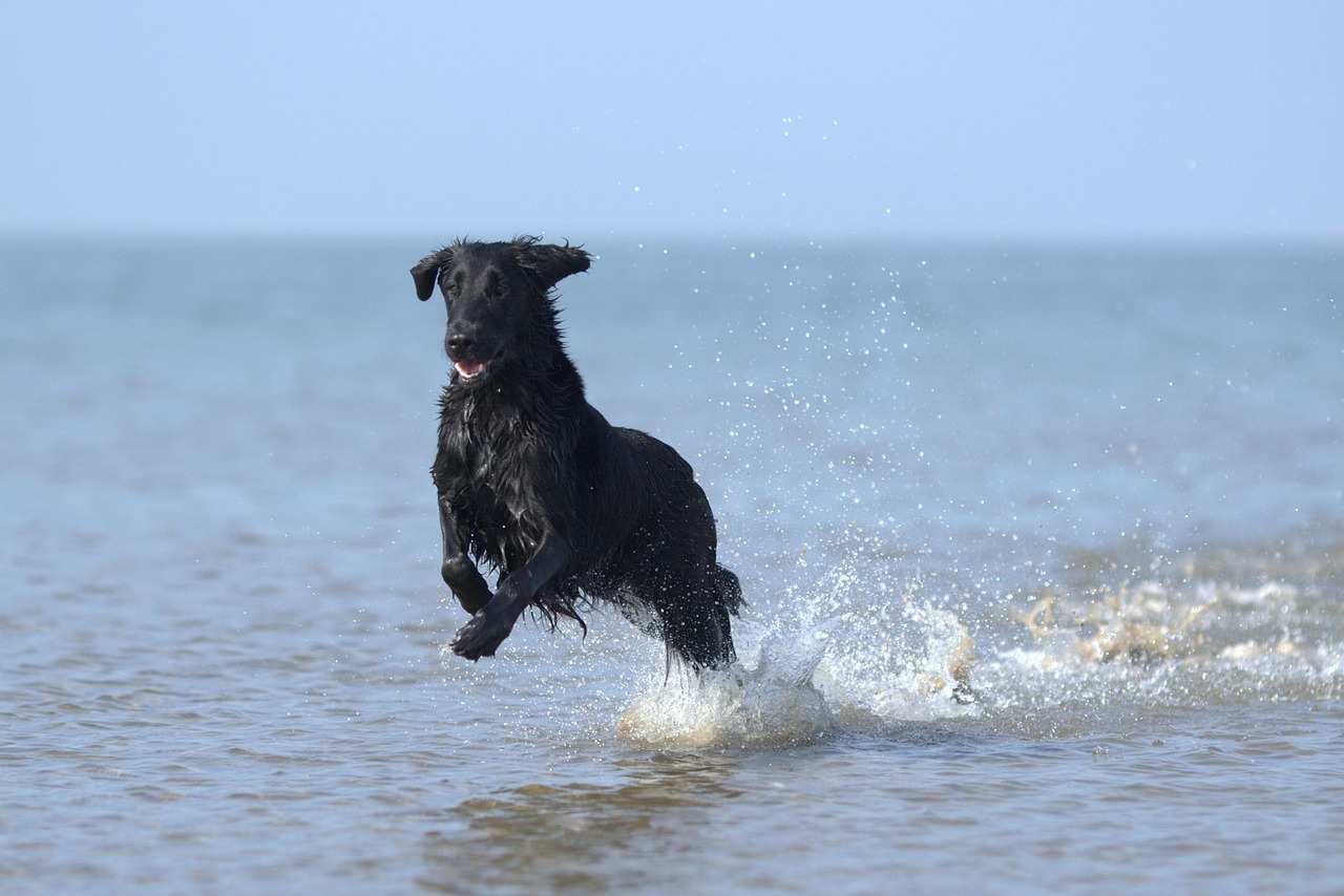 Dog-Friendly Beaches in 2026: Your Ultimate Guide to Sun,
