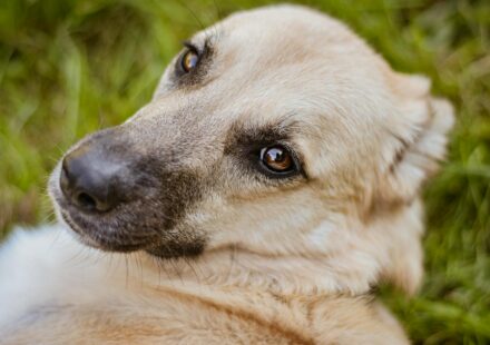 dog scratching intensely