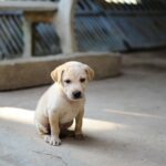 dog sitting at restaurant patio table