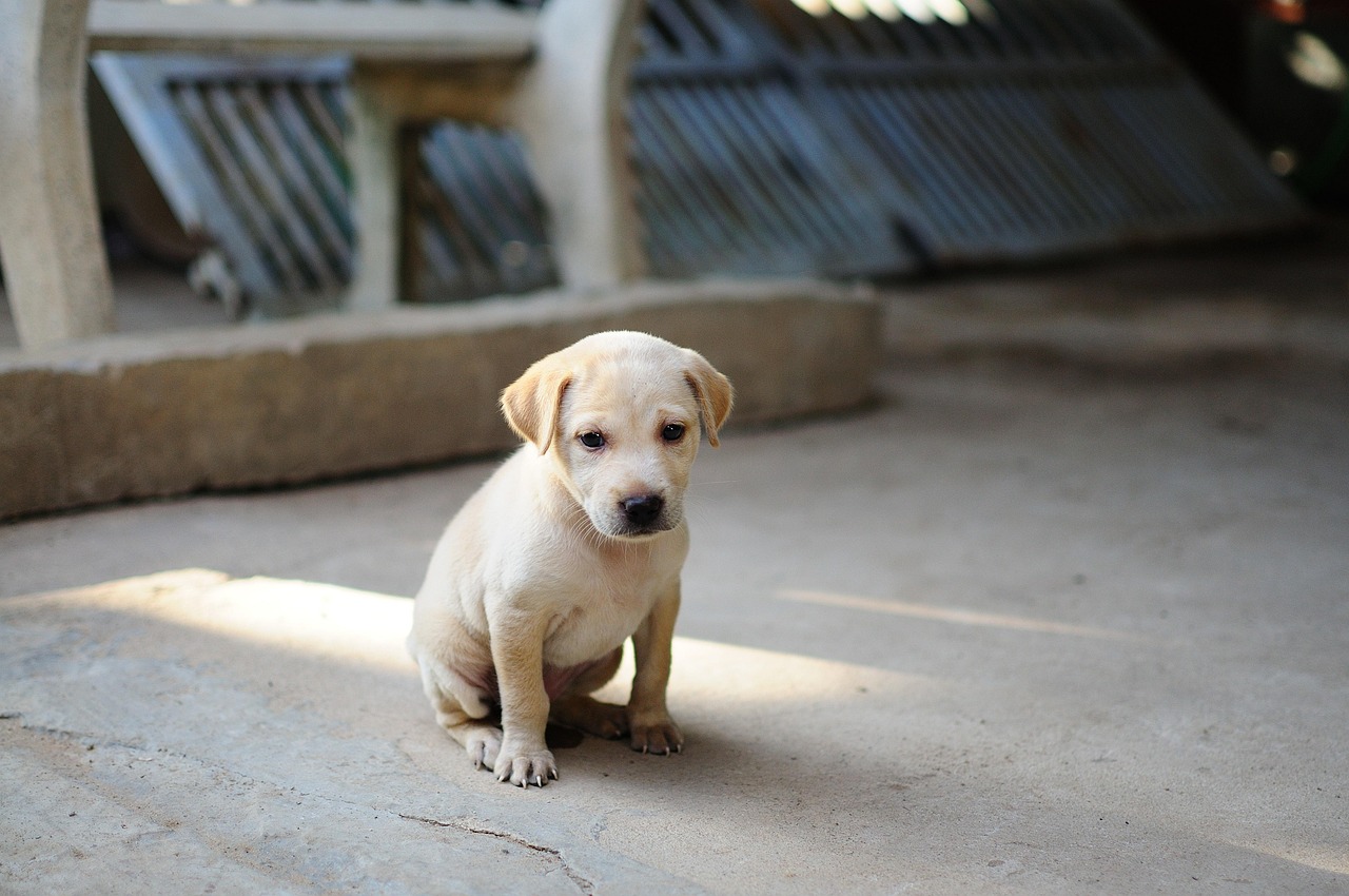 Dog-Friendly Dining 2026: Restaurants That Take Dogs