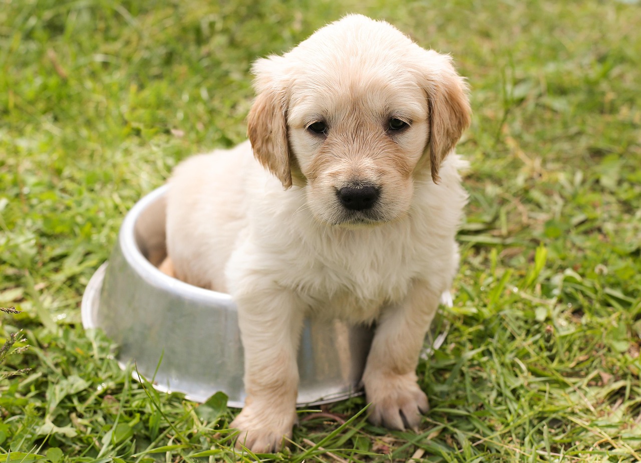 Dog Friendly Restaurants in 2026: More Than Just a Patio