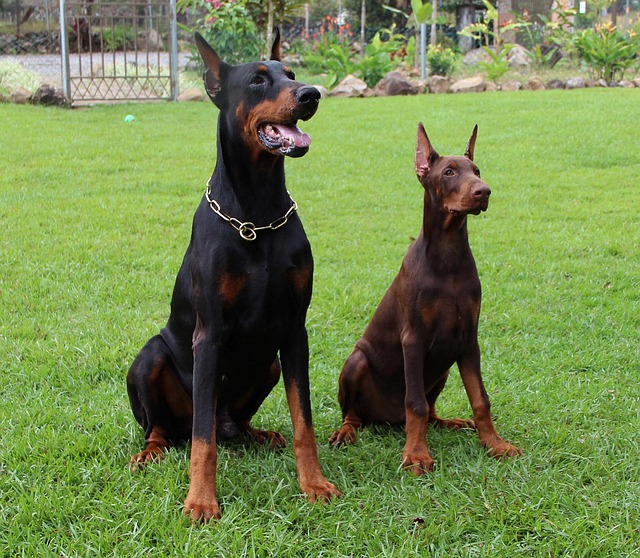 dog trainer interacting with dogs