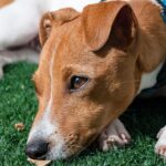 dog with unique collar