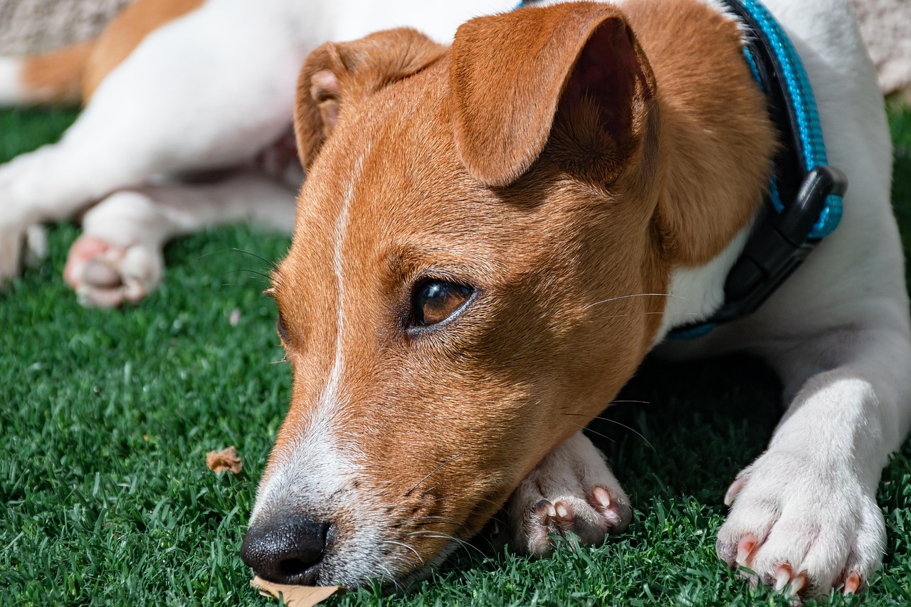 Unique Dog Names for 2026: Beyond the Ordinary